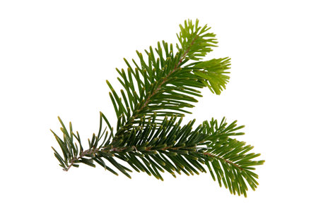 Christmas pine tree twig isolated on white, Xmas green fir spruce branch closeup viewの写真素材