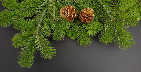Christmas tree branch and golden cones on black background, Xmas decoration closeup viewの写真素材
