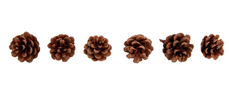 Pine cones isolated on white, natural brown conifer cones closeupの写真素材