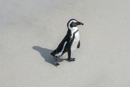 African penguin, Spheniscus demersus, also known as Cape penguin walking on Boulders beach at South Africaの写真素材