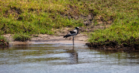 Blacksmith Lapwing, Vanellus armatus, on the river bank.Black and white color bird at Chobe national Park, Botswana Africaの写真素材