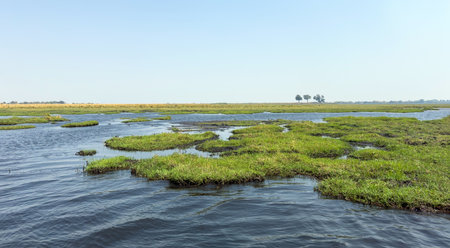 Chobe National Park, Botswana, Africa. Green grass on river banks, scattered trees and bushes, African wetland landscapeの写真素材