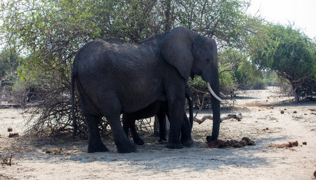 African elephant standing under a tree shadow in Chobe National Park Botswana Africa, closeup viewの写真素材