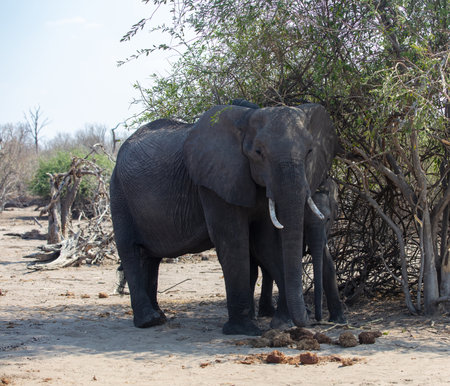 African elephant standing under a tree shadow in Chobe National Park Botswana Africa, closeup viewの写真素材