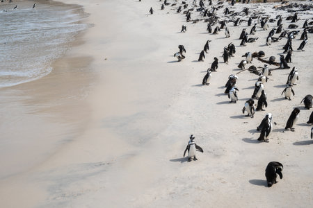 African penguins, Spheniscus demersus, also known as Cape penguins on Boulders beach at South Africaの写真素材