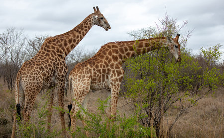 African giraffes, long neck safari animals grazing at Chobe national park in Botswana, Africaの写真素材
