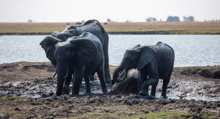 African elephant covered with mud in Chobe river banks, Chobe National Park in Botswana Africa.の写真素材