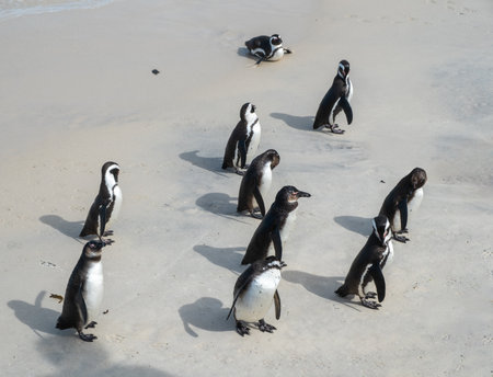 African penguins, Spheniscus demersus, also known as Cape penguins walking on Boulders beach at South Africaの写真素材