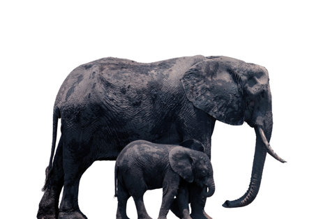 African elephant mother and baby isolated on white, huge safari animals side viewの写真素材