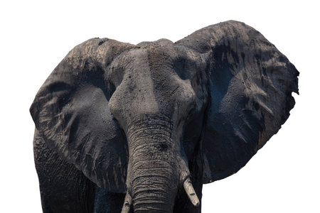 African elephant head isolated on white, closeup view.の写真素材