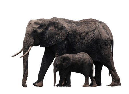 African elephant mother and baby isolated on white, huge safari animals side viewの写真素材