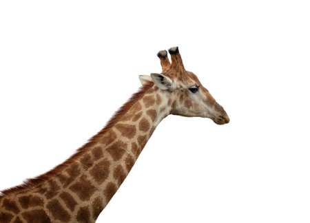 Giraffe isolated on white, Long neck safari animal at national park in Africa, side viewの写真素材