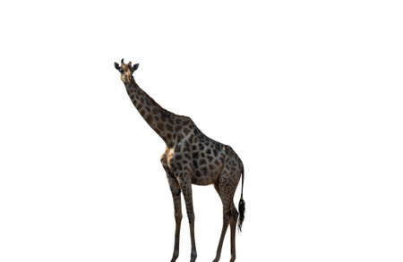 Giraffe isolated on white, Long neck safari animal at national park in Africaの写真素材