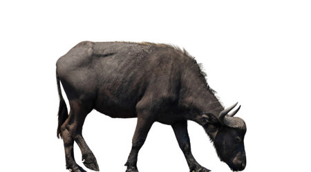African buffalo or cape buffalo isolated on white, safari animal with hornsの写真素材