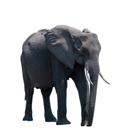 African elephant isolated on white, huge big five safari animalの写真素材
