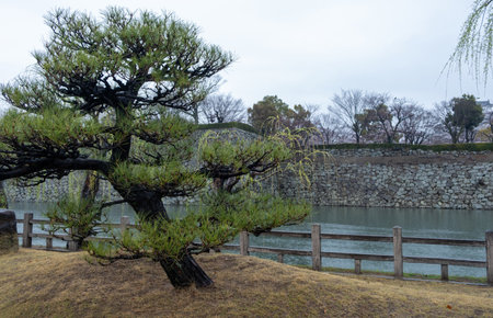 Japan, black pine tree at Himeji castle moat bank, fort stone wall and cloudy sky
