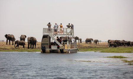 African elephants group grazing by the water  in Chobe National Park in Botswana Africa. Boat with tourists watching the big mammalsの写真素材