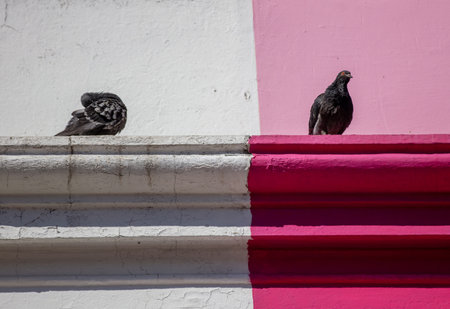 Two pigeons sitting on a building facade ledge. One dove resting on white part and the other on the...