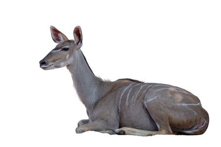 Kudu antelope isolated on white. Tragelaphus strepsiceros sitting.の写真素材