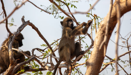 Baboons monkeys sitting on tree branch in a national park in South Africa. The animals in its...