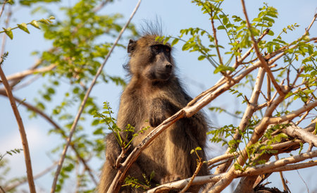 Baboon monkey sitting on tree branch in a national park in South Africa. The animal in its natural habitatの写真素材