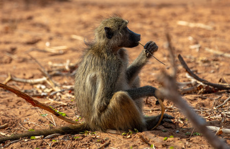 Baboon monkey sitting on ground in a national park in South Africa. The animal in its natural habitatの写真素材