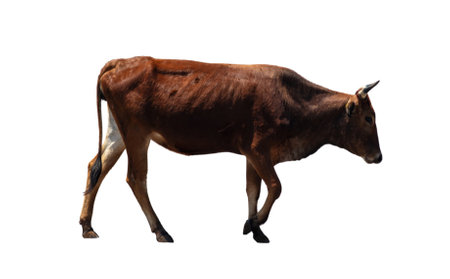 Cow isolated on white. Brown mammal with horns walking, side view. South Africa.の写真素材