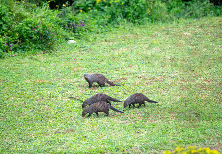 Banded mongooses on grass. Group of african animals foraging in a park in South Africaの写真素材