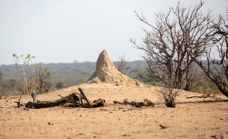 A large termite mound in a dry, arid landscape in South Africaの写真素材