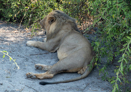 Lion resting rear view. The wild male animal lying on ground, green foliage background, African national park,の写真素材