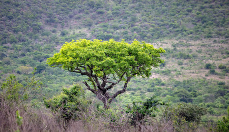 Acacia tree in African savannah. Vachellia tortilis in Hluhluwe park, South Africaの写真素材