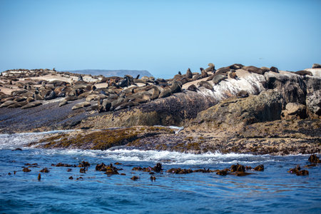 Seal island, Cape town South Africa. brown fur seals Arctocephalus pusillus colony resting on Duiker...