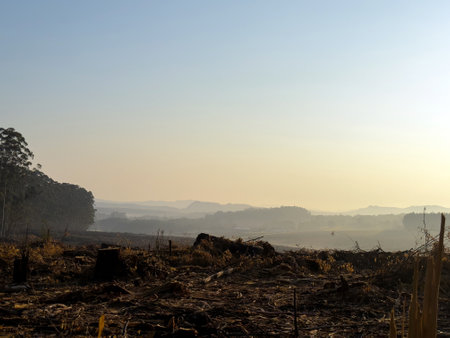 Deforestation in Africa. tree stumps in a barren landscape, sunset sky. Forest loss in South Africaの写真素材