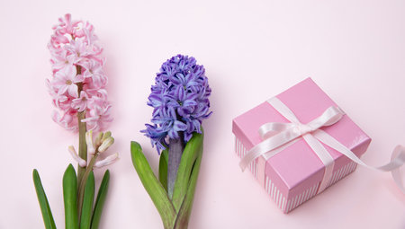 Mothers day gift. Fresh Hyacinths, Spring  flowers and a gift box on pink backgroundの写真素材