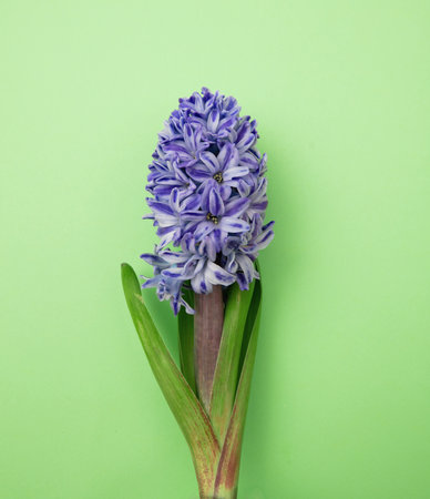 Hyacinth flower on green background. Fresh blue purple color Hyacinths plant