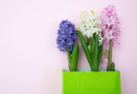 Mothers day card template. Fresh Hyacinths, Spring  flowers on pink background, copy space.の写真素材