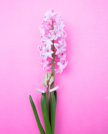 Hyacinth flower on bright pink background. Fresh pastel pink color Hyacinths plantの写真素材