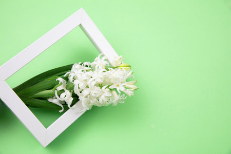Mother day card template. Fresh white color Hyacinths flowers in a frame, pastel green background. Spring, women dayの写真素材