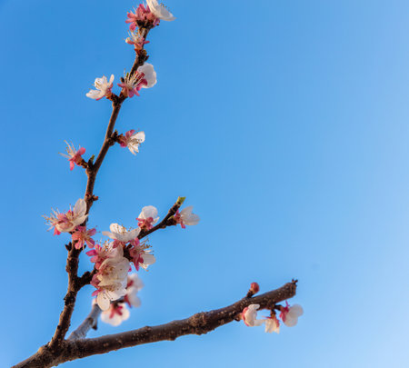 Cherry blossom, blooming almond tree closeup, blue sky. Spring season in natureの写真素材