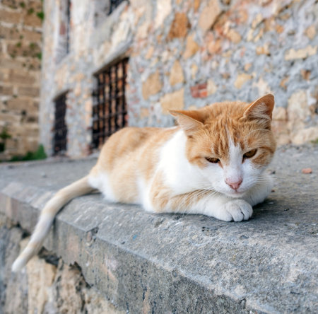 Cat resting on a wall, cute small animal in the street, Greece summer, greek islandの写真素材