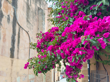 Bougainvillea flower, blooming plant closeup view. Greece. Crete island, Chania old townの写真素材