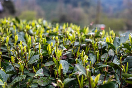 Tea leaf close up view. Tea plantation in China. Fresh young tea leaves harvestの写真素材