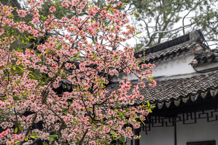 Springtime in China. Crabapple tree blossoms, pink flowering branch and traditional garden pavilion,の写真素材