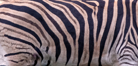 Zebra skin texture. African wild animal white black stripes leather closeup viewの写真素材