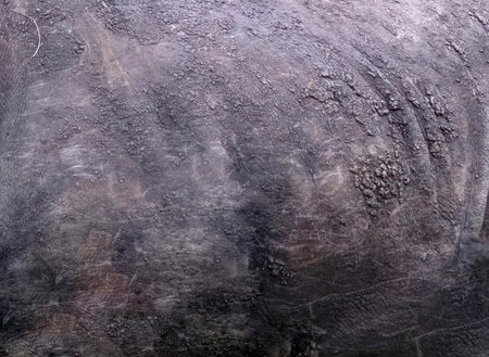 Rhino skin texture. African wild animal black leather closeup viewの写真素材