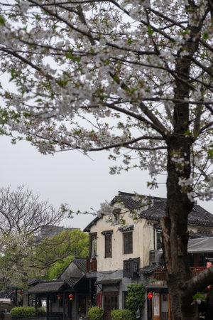 China water town Xitang. Traditional chinese architecture buildings and blooming treesの写真素材