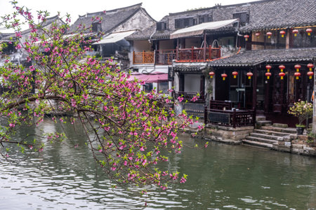China water town Xitang. Traditional chinese architecture buildings and blooming tree on river banksの写真素材