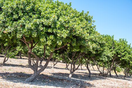 Mastic gum tree at Chios island, Greece. Pistachia lentiscus or lentisk shrub cultivated for aromatic resin, mastiha tearsの写真素材