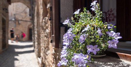Purple campanula flower bellflower pot on a stone window sill icloseup view. Mesta medieval village,...