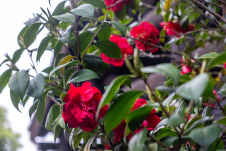 Camellia japonica plant closeup view, Vibrant red color japanese camelia flowers and green leaves, chinese garden in Springの写真素材
